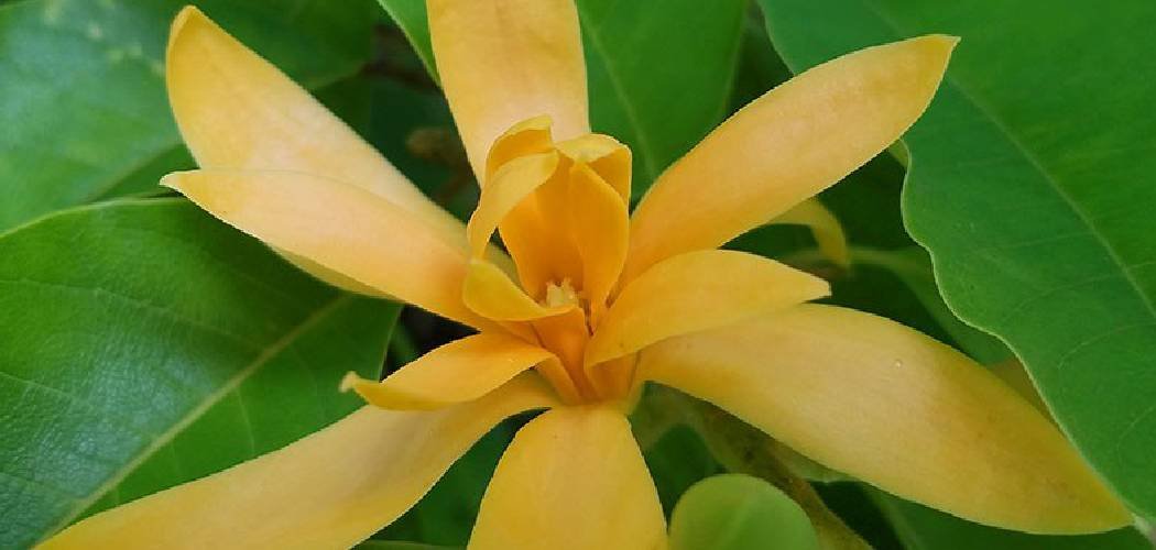 How to Use Cinnamon on Houseplants