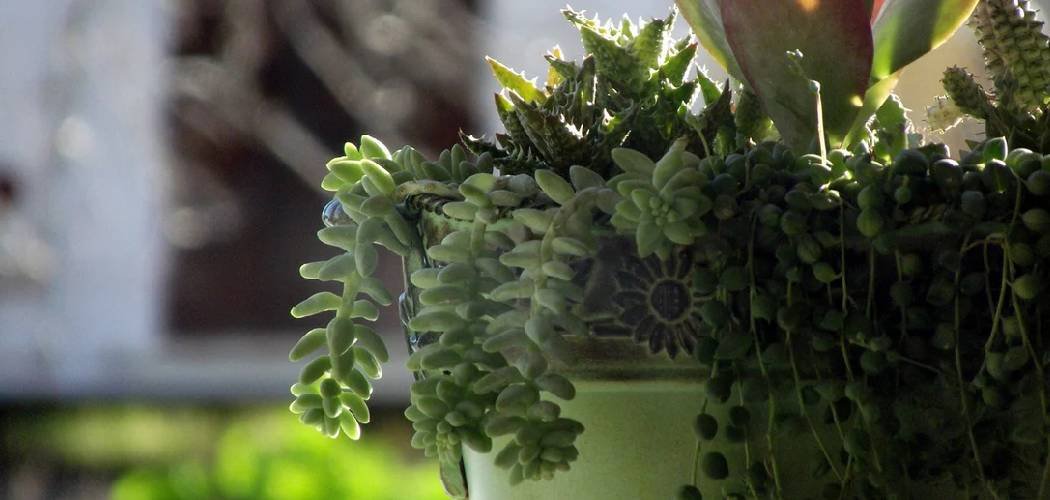 How to Use Clay Pebbles for Houseplants