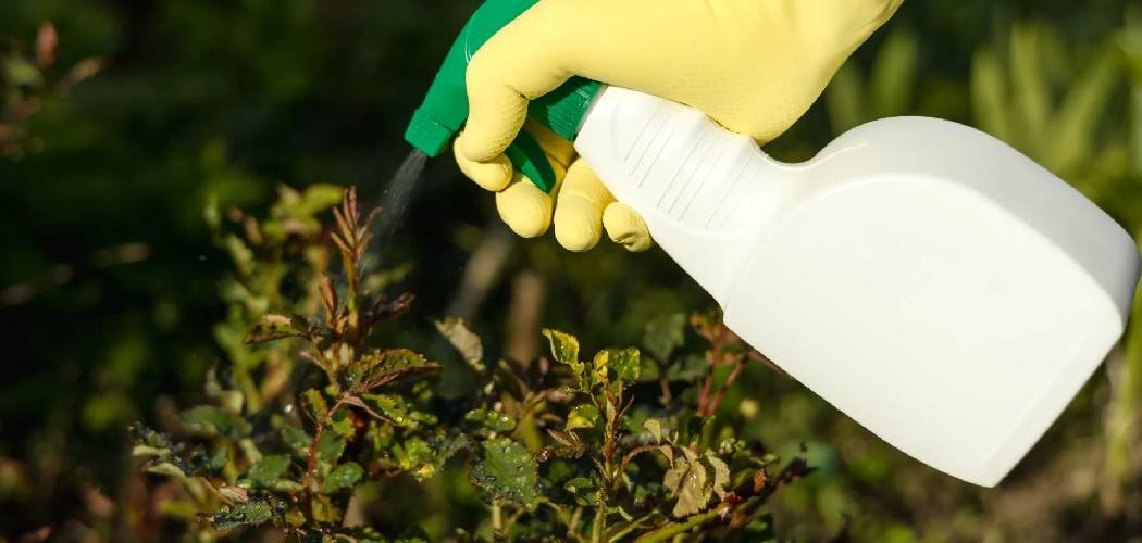How to Use Garden Safe Fungicide 3 Spray
