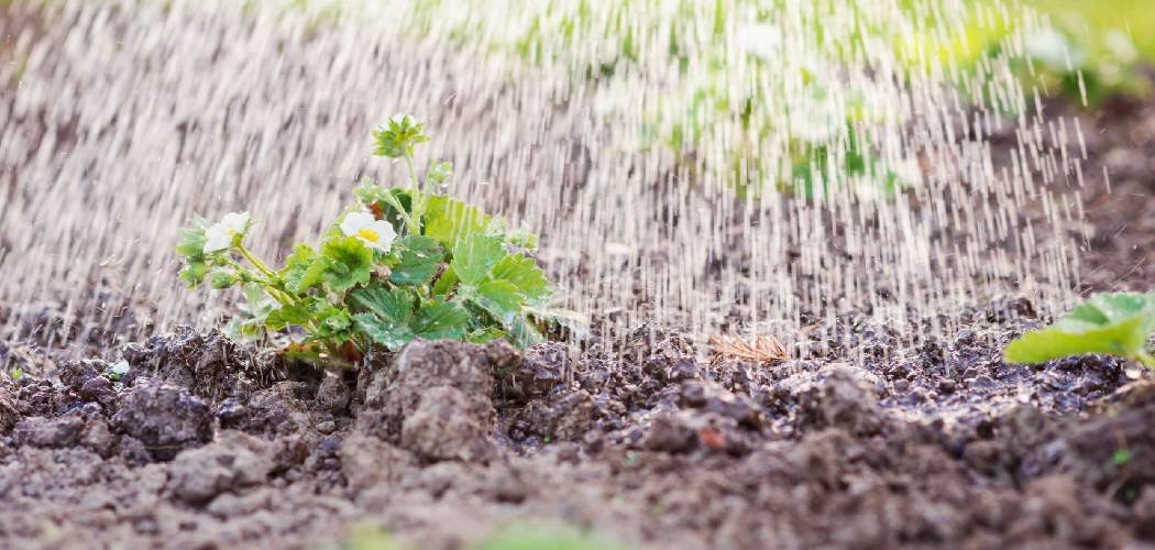 How to Water Soil Blocks