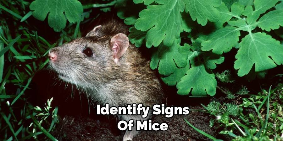 Identify Signs of Mice