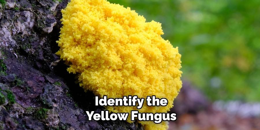 Identify the Yellow Fungus