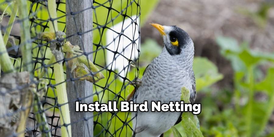 Install Bird Netting