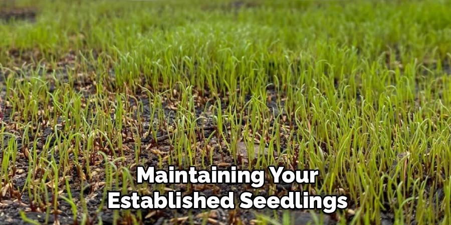 Maintaining Your Established Seedlings