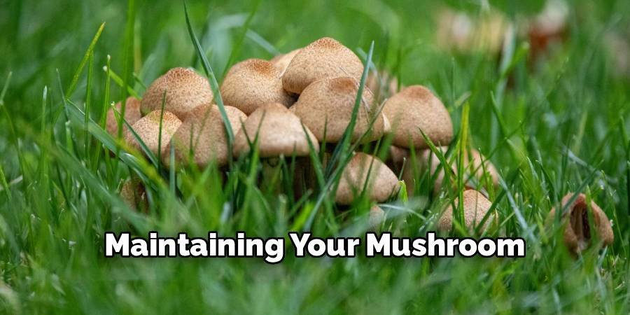 Maintaining Your Mushroom