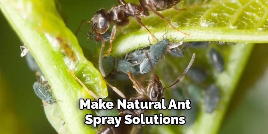 Make Natural Ant Spray Solutions