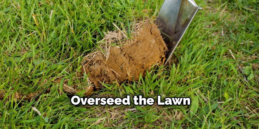 Overseed the Lawn