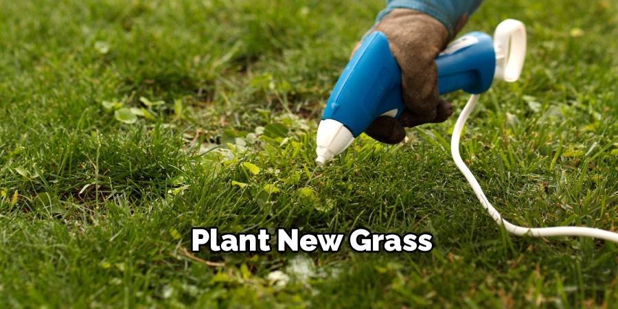 Plant New Grass