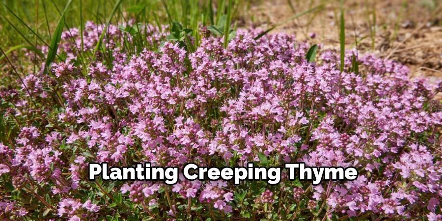 Planting Creeping Thyme