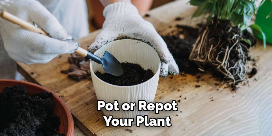 Pot or Repot Your Plant