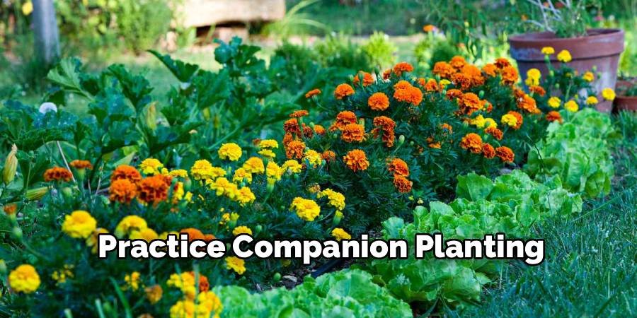 Practice Companion Planting