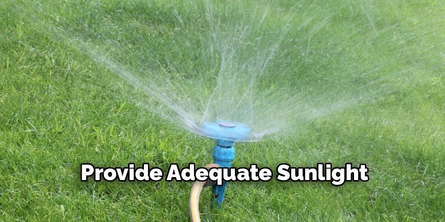 Provide Adequate Sunlight