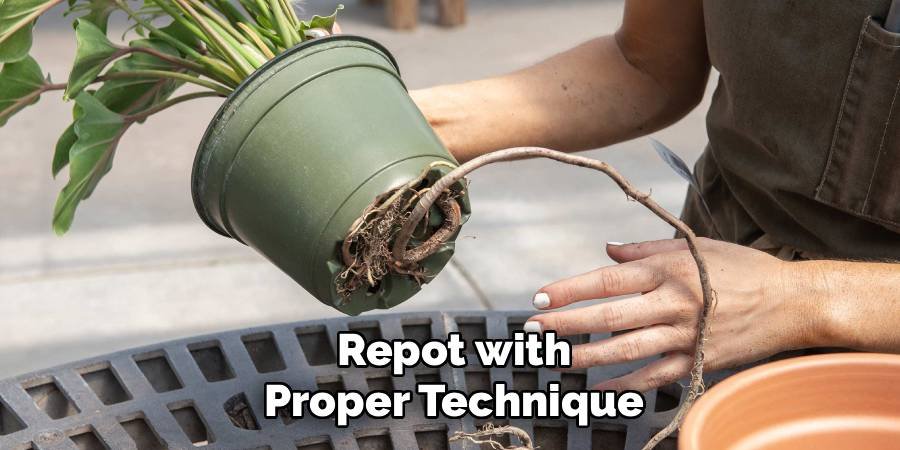 Repot with Proper Technique