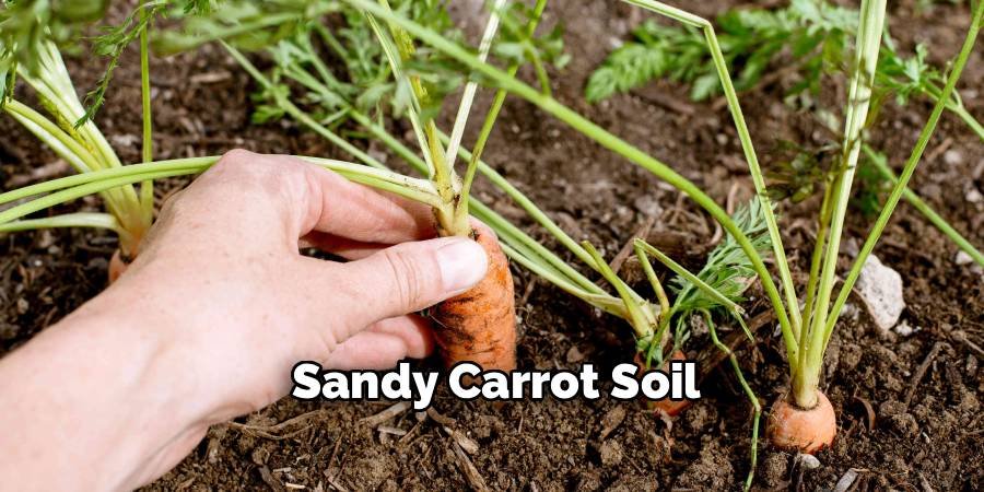 Sandy Carrot Soil