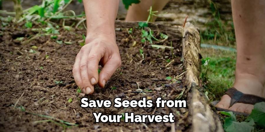 Save Seeds from Your Harvest