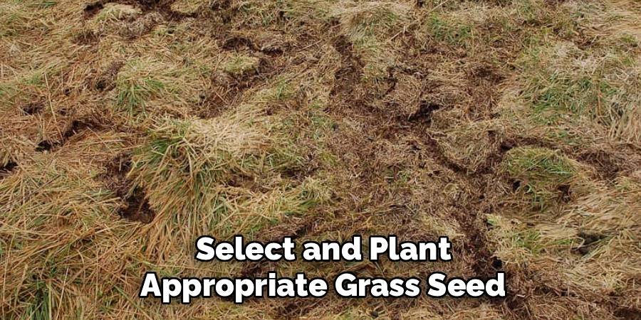 Select and Plant Appropriate Grass Seed