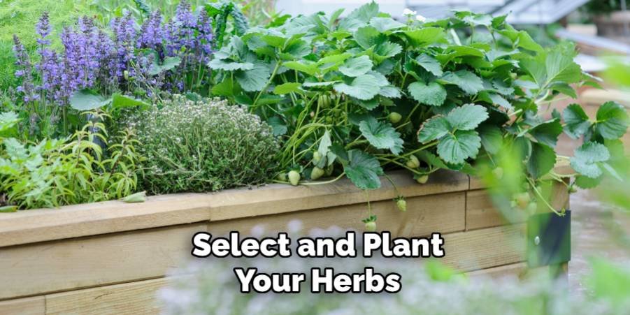Select and Plant Your Herbs