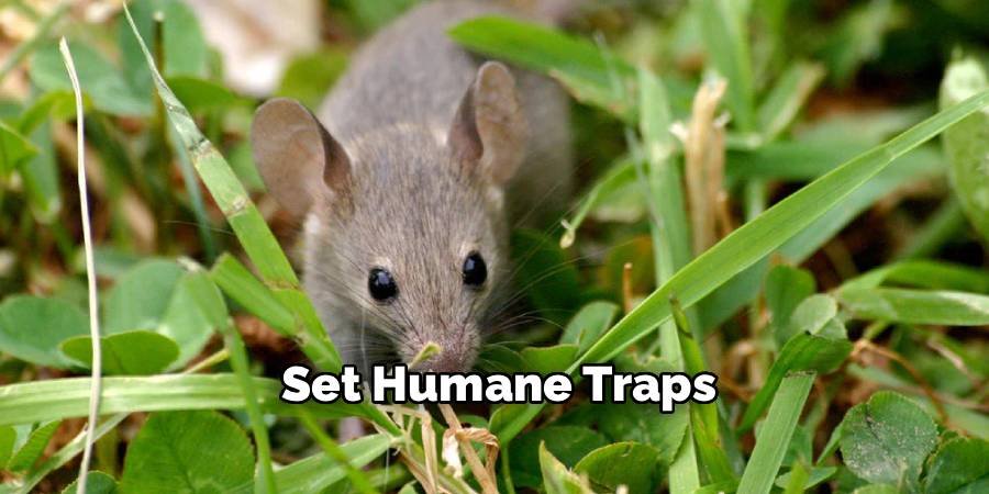 Set Humane Traps