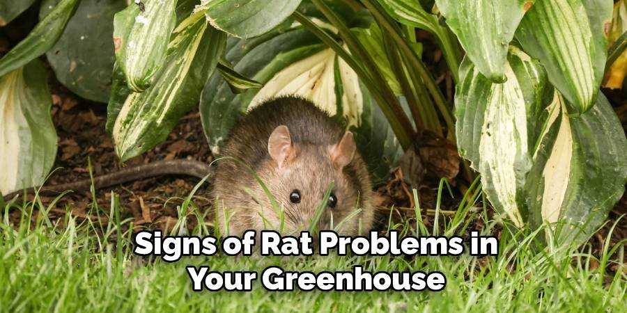 Signs of Rat Problems in Your Greenhouse