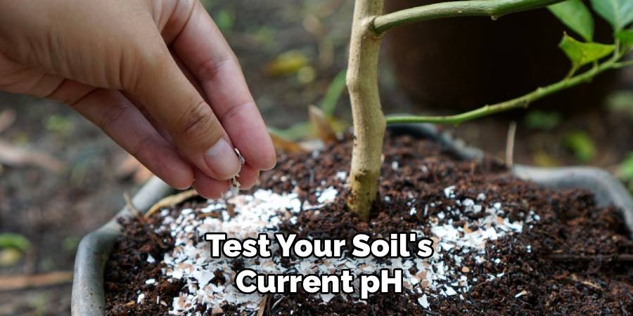 Test Your Soil's Current pH