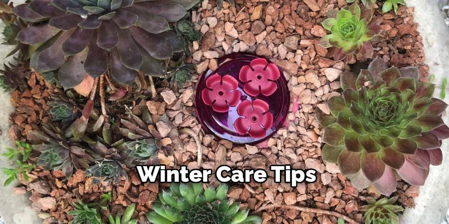 Winter Care Tips