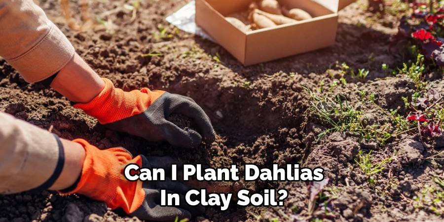 Can I Plant Dahlias in Clay Soil?