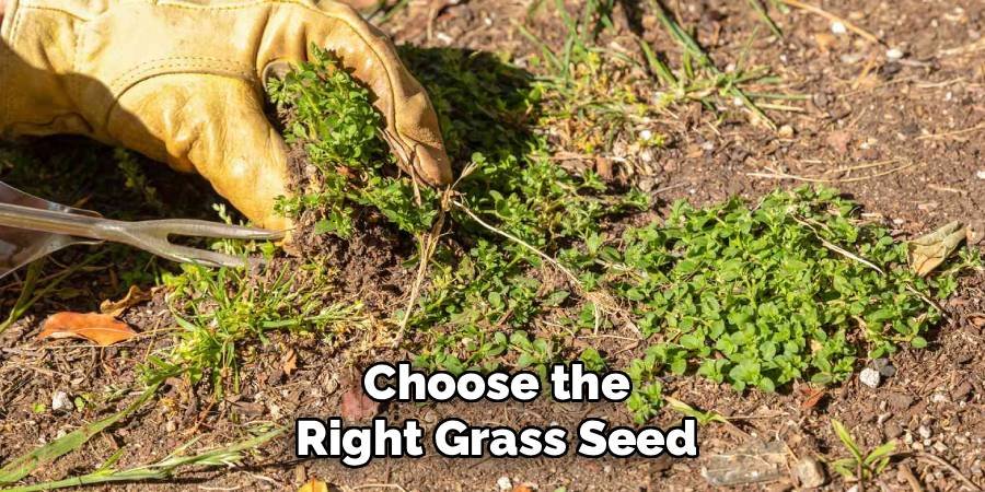 Choose the Right Grass Seed