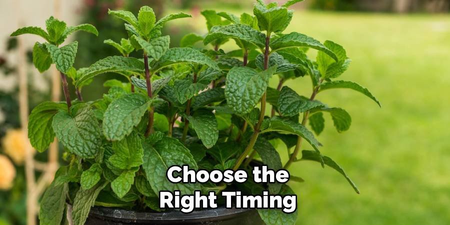 Choose the Right Timing