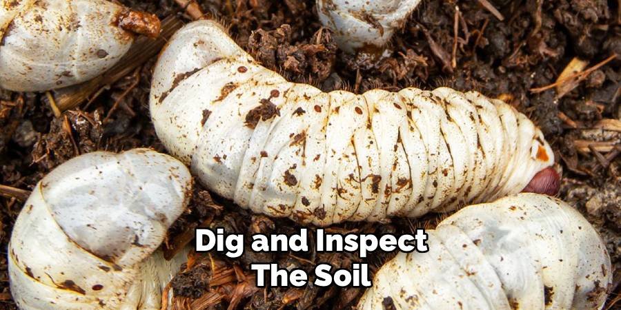Dig and Inspect the Soil