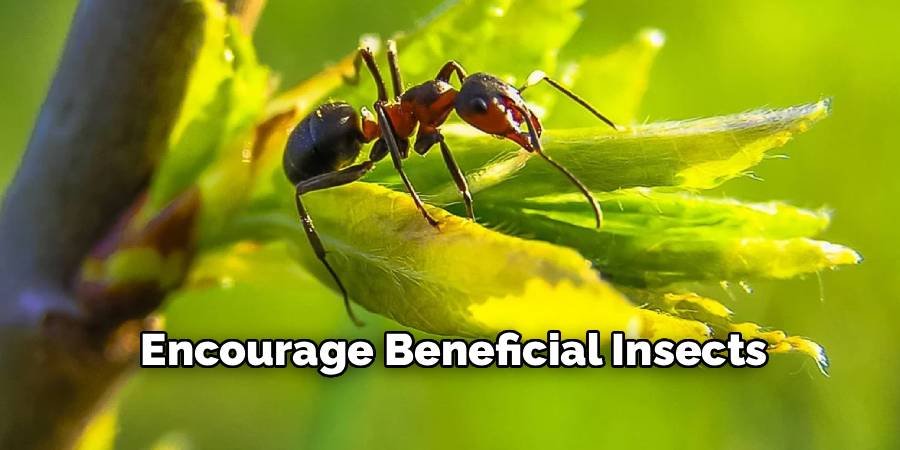 Encourage Beneficial Insects
