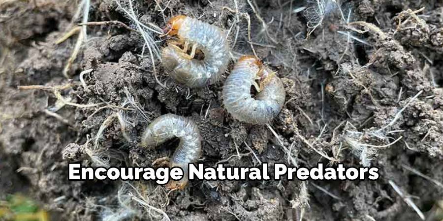 Encourage Natural Predators