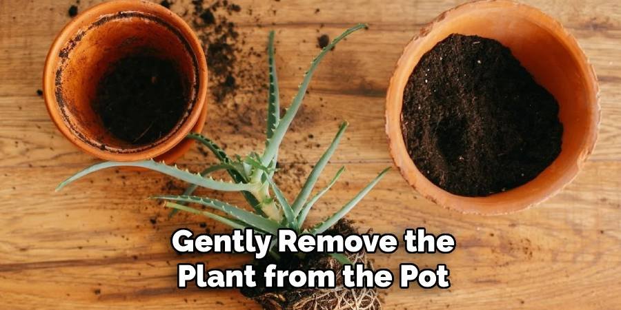 Gently Remove the Plant from the Pot