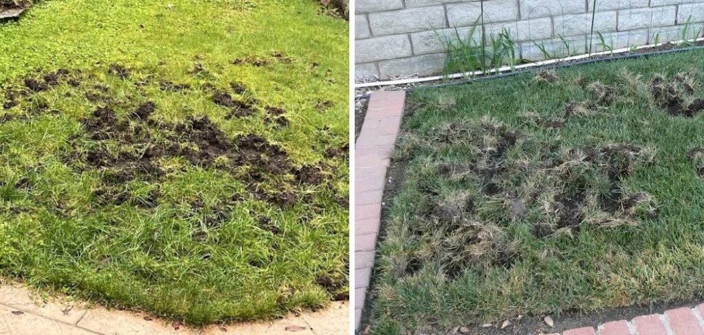 How Do I Stop Raccoons from Tearing Up My Lawn