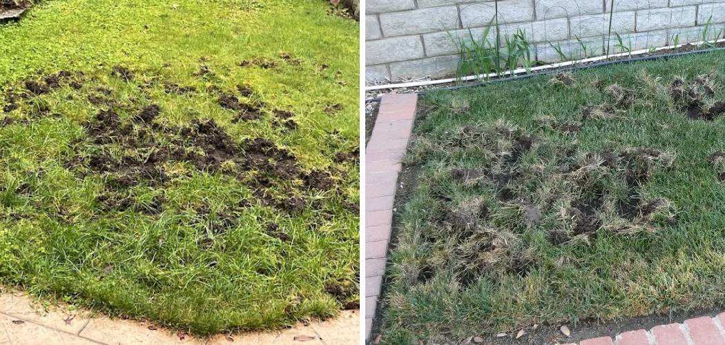 How Do I Stop Raccoons from Tearing Up My Lawn