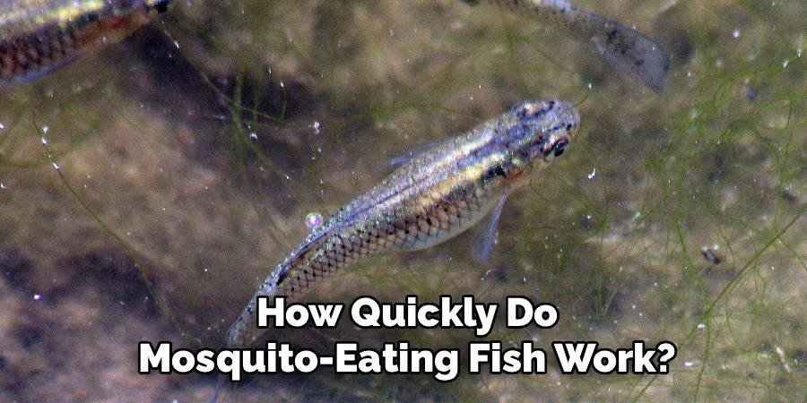 How Quickly Do Mosquito-Eating Fish Work?