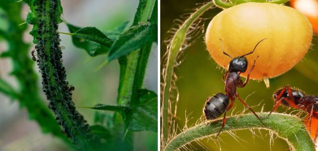 How To Get Ants Out of Raised Garden Bed