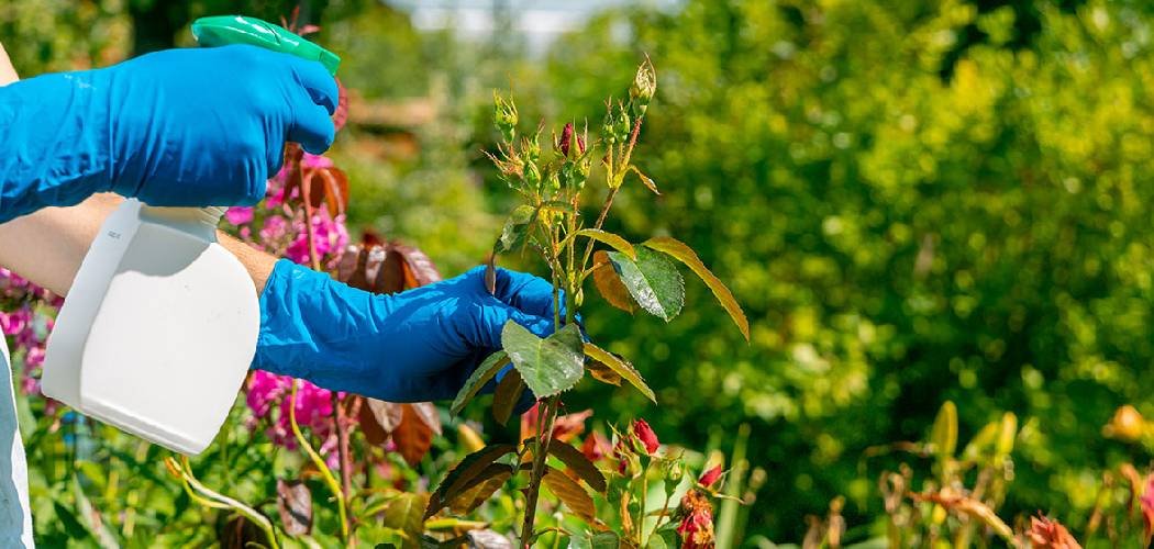 How To Get Rid of Termites in the Garden