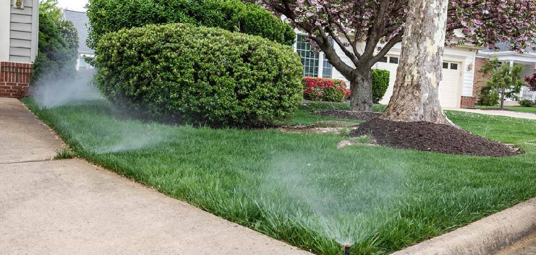 How To Keep Lawn Green in Summer Heat