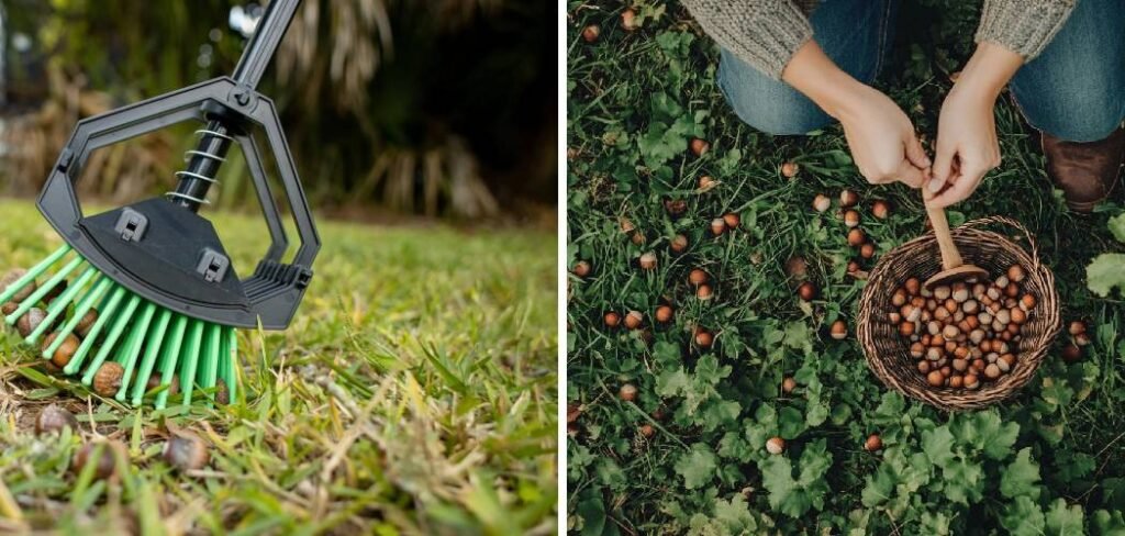 How To Pick Acorns From Lawn