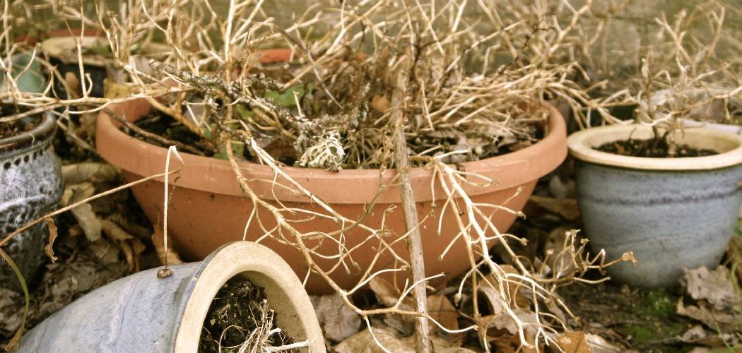 How To Reuse Soil From Dead Plant