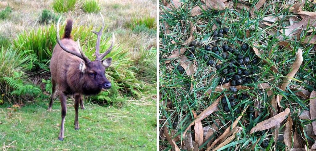 How to Clean Deer Poop From Lawn