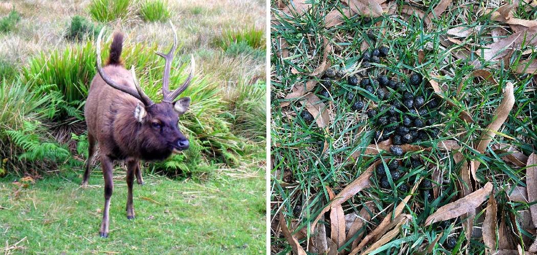 How to Clean Deer Poop From Lawn