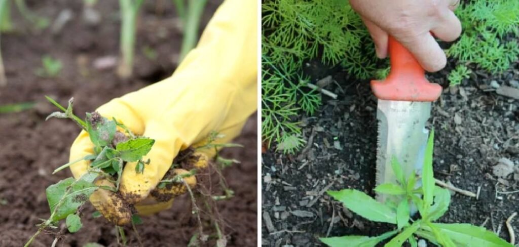 How to Clear a Vegetable Garden Full of Weeds