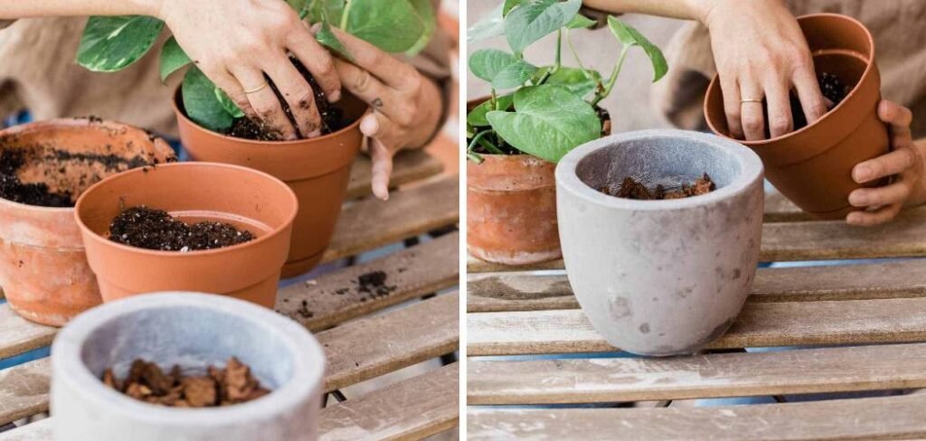 How to Fix Compacted Soil in Pots