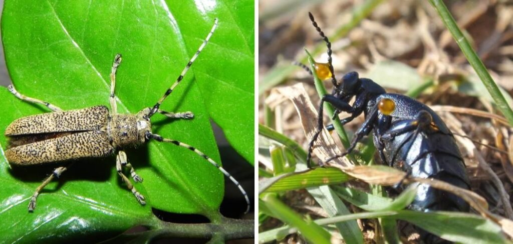 How to Get Rid of Blister Beetles in Garden