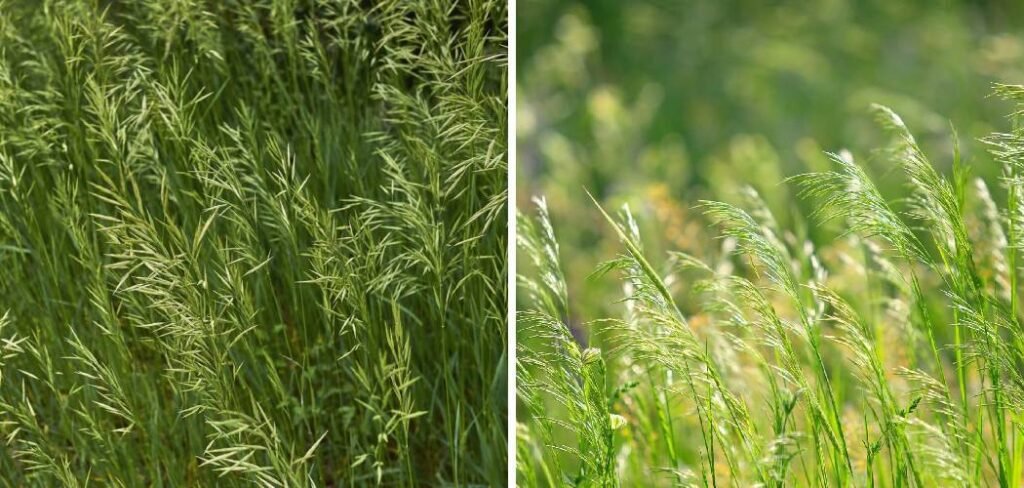 How to Get Rid of Brome Grass in Lawn