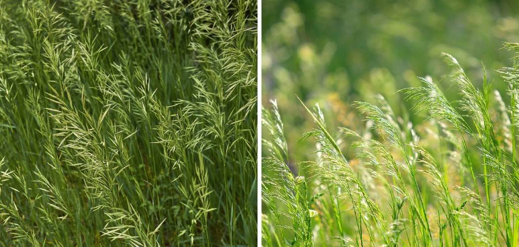 How to Get Rid of Brome Grass in Lawn
