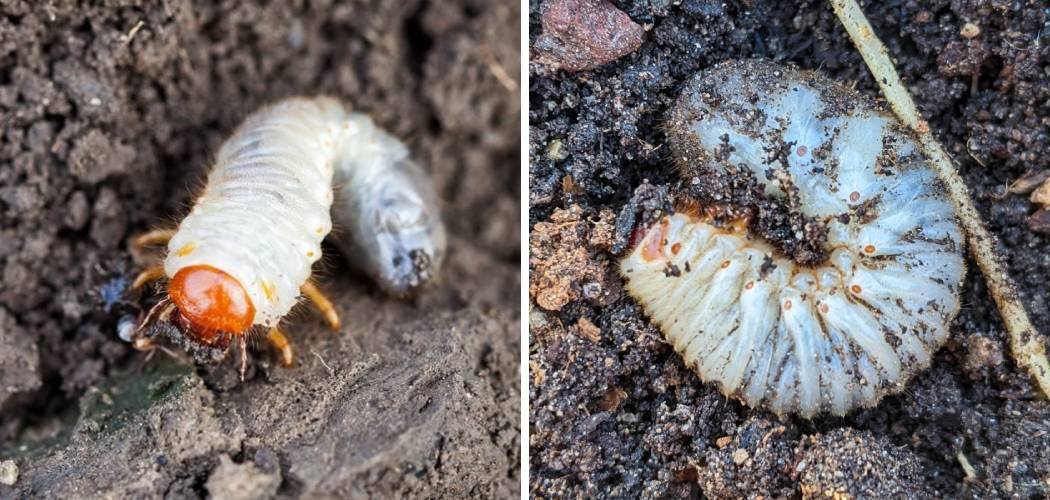 How to Get Rid of Grubs in Your Vegetable Garden