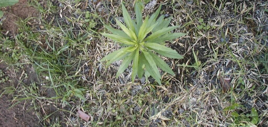 How to Get Rid of Horseweed in Lawn