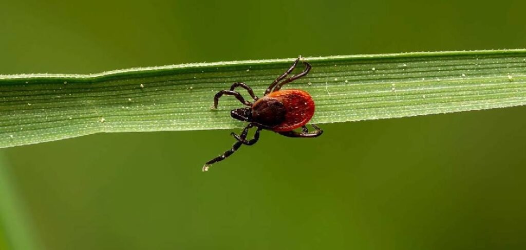 How to Get Rid of Lawn Spiders